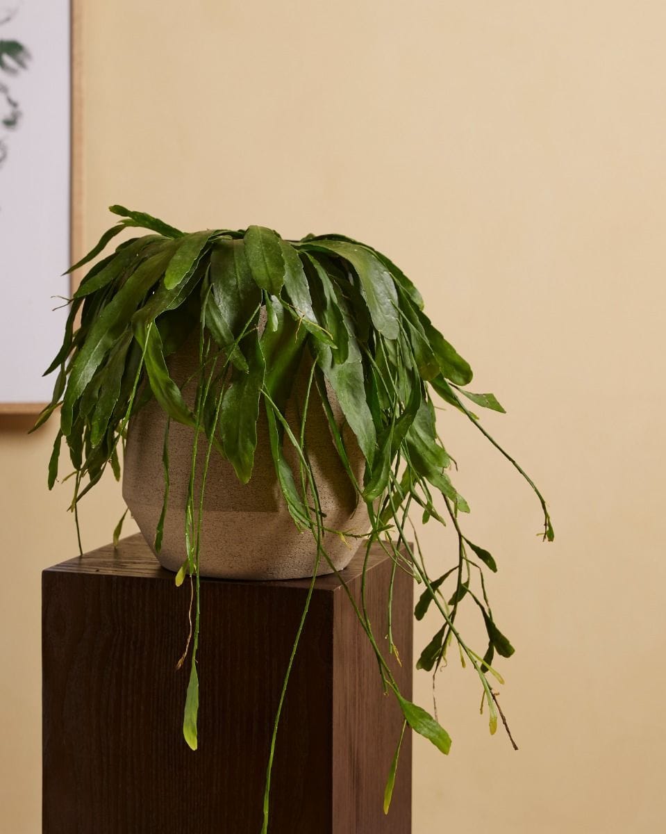 Rhipsalis Ramulosa Red Coral