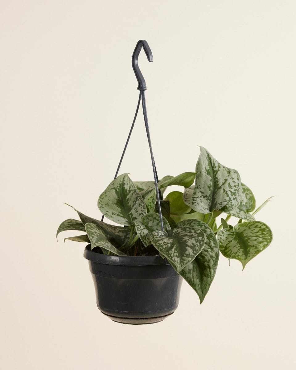 Scindapsus Pictus Epipremnum Argyraeus