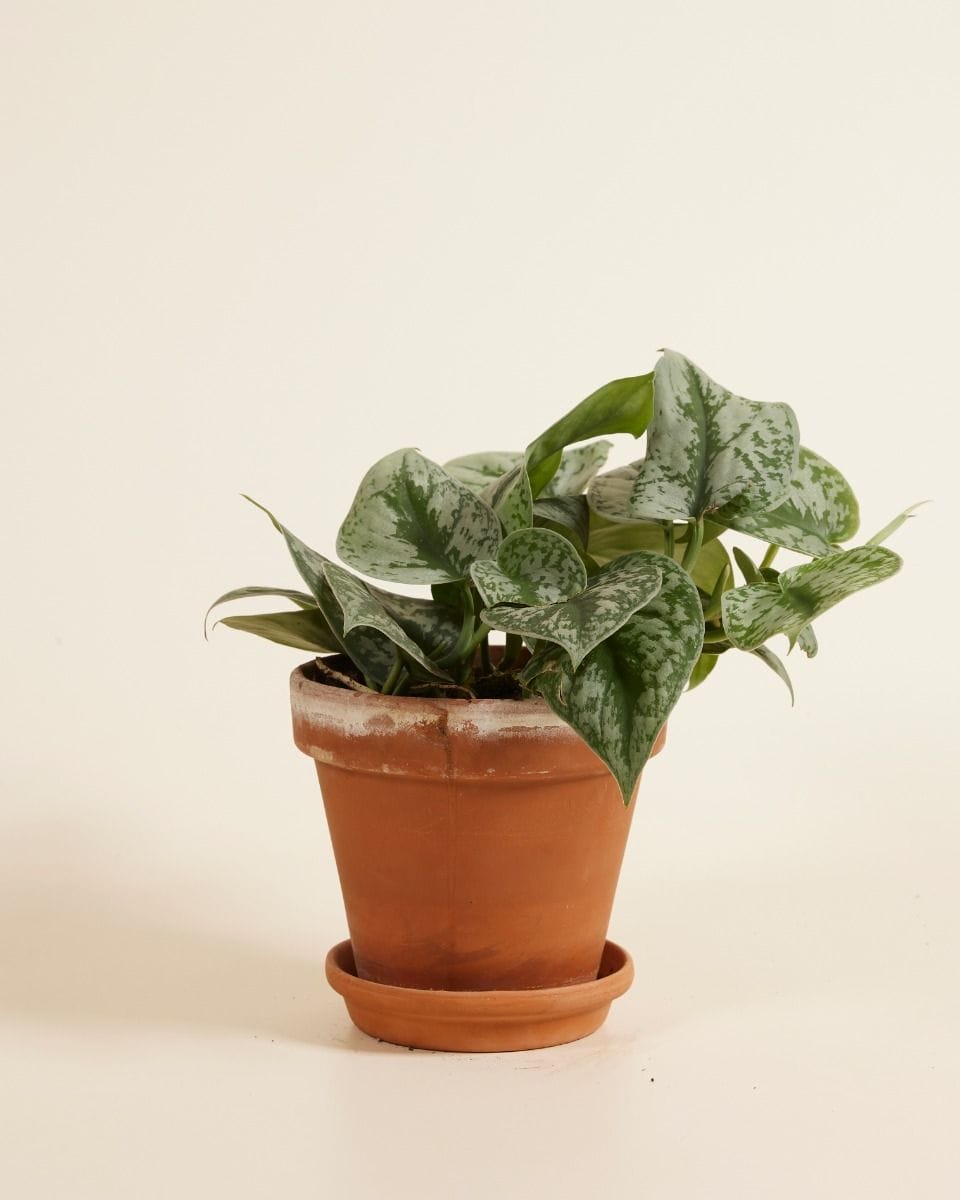 Scindapsus Pictus Epipremnum Argyraeus