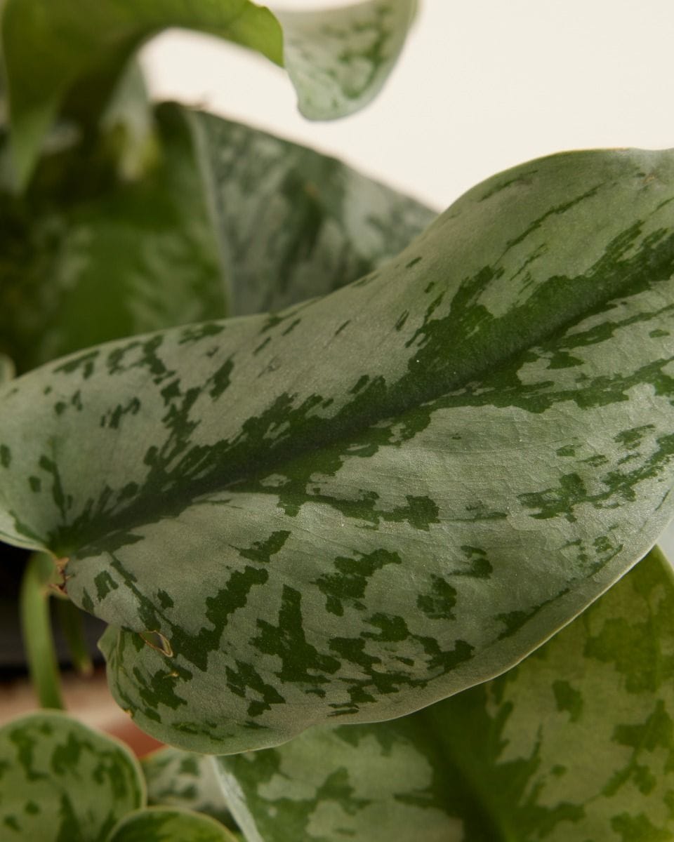 Scindapsus Pictus Epipremnum Argyraeus