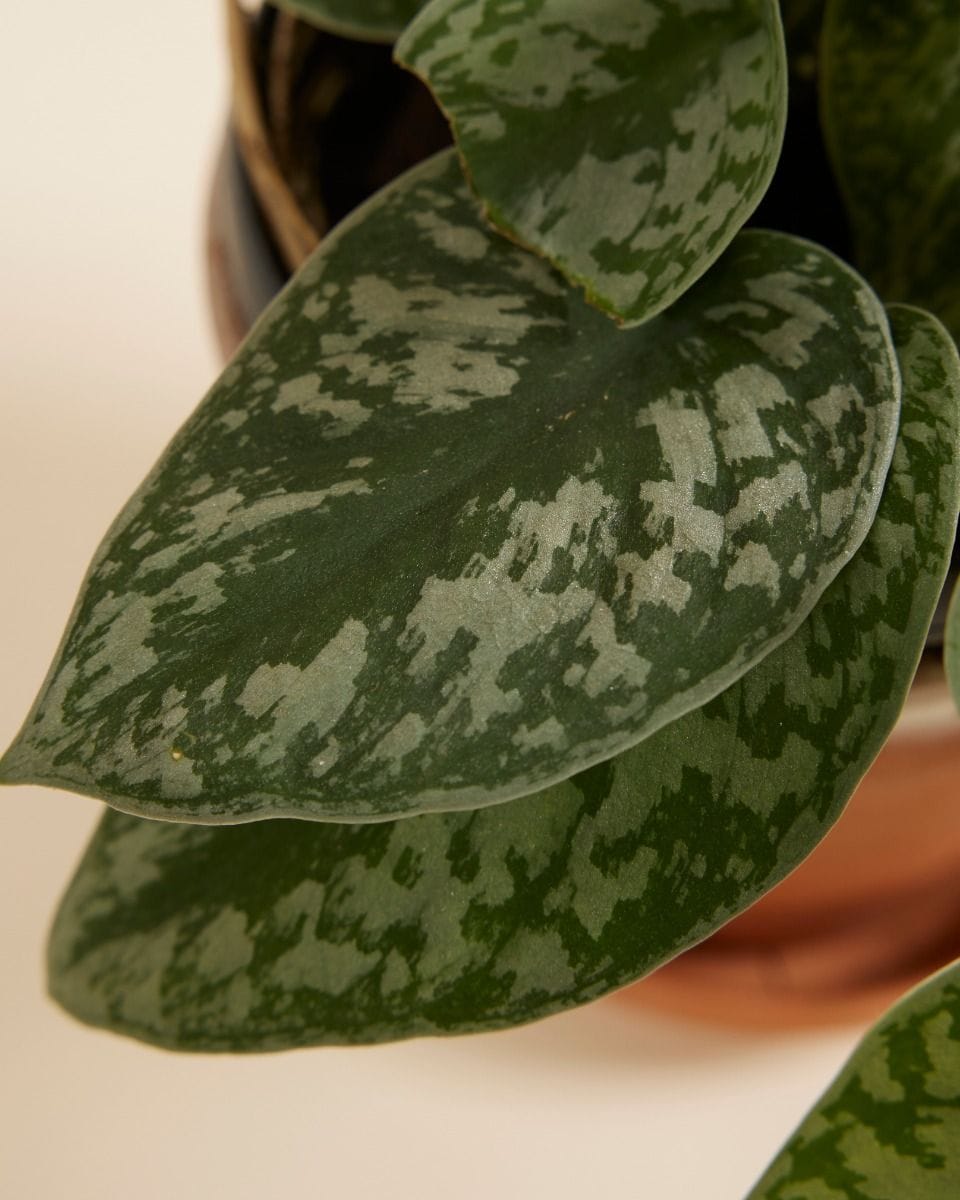 Scindapsus Pictus Epipremnum Argyraeus