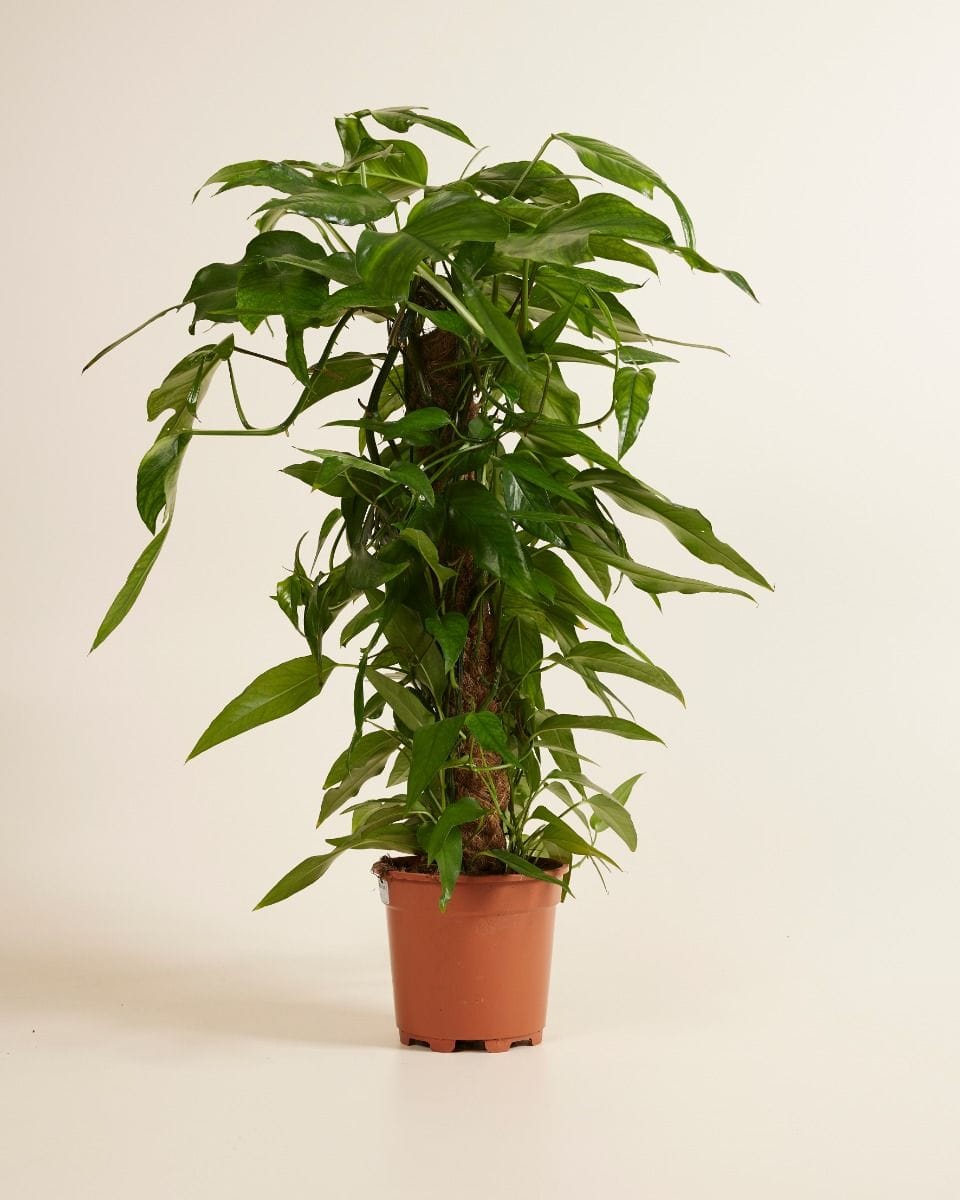 Epipremnum Pothos Pinnatum Skeleton Key