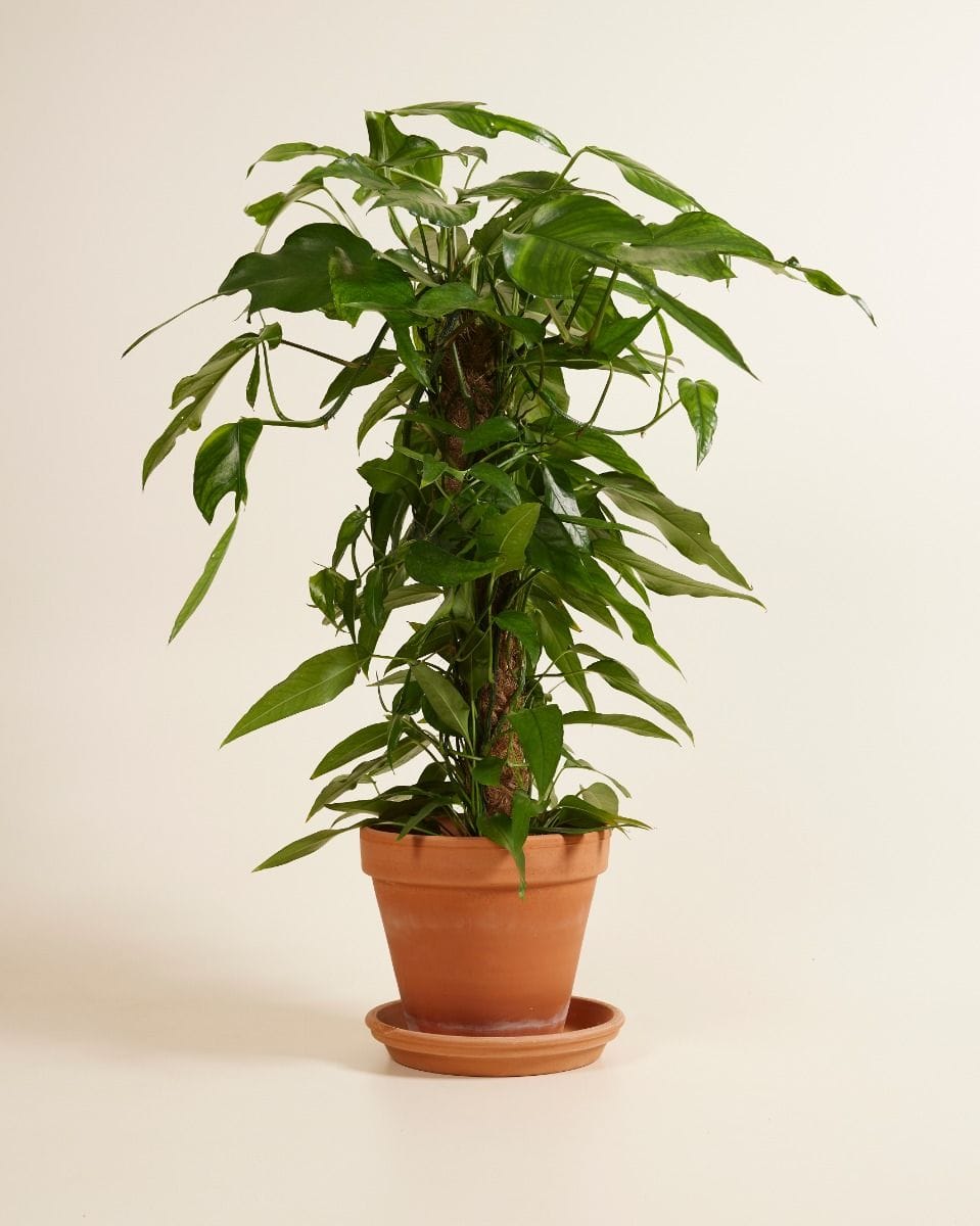 Epipremnum Pothos Pinnatum Skeleton Key