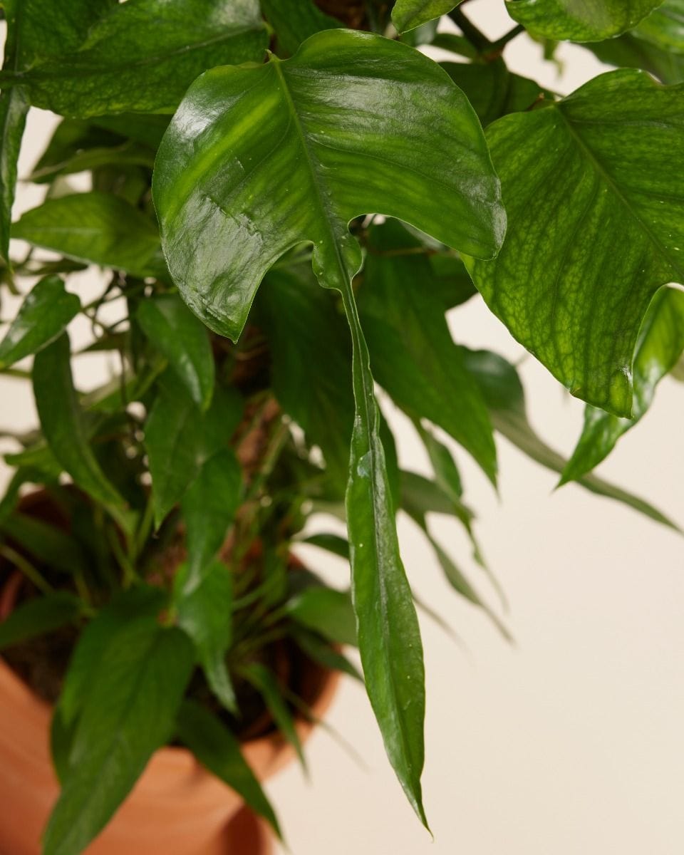 Epipremnum Pothos Pinnatum Skeleton Key