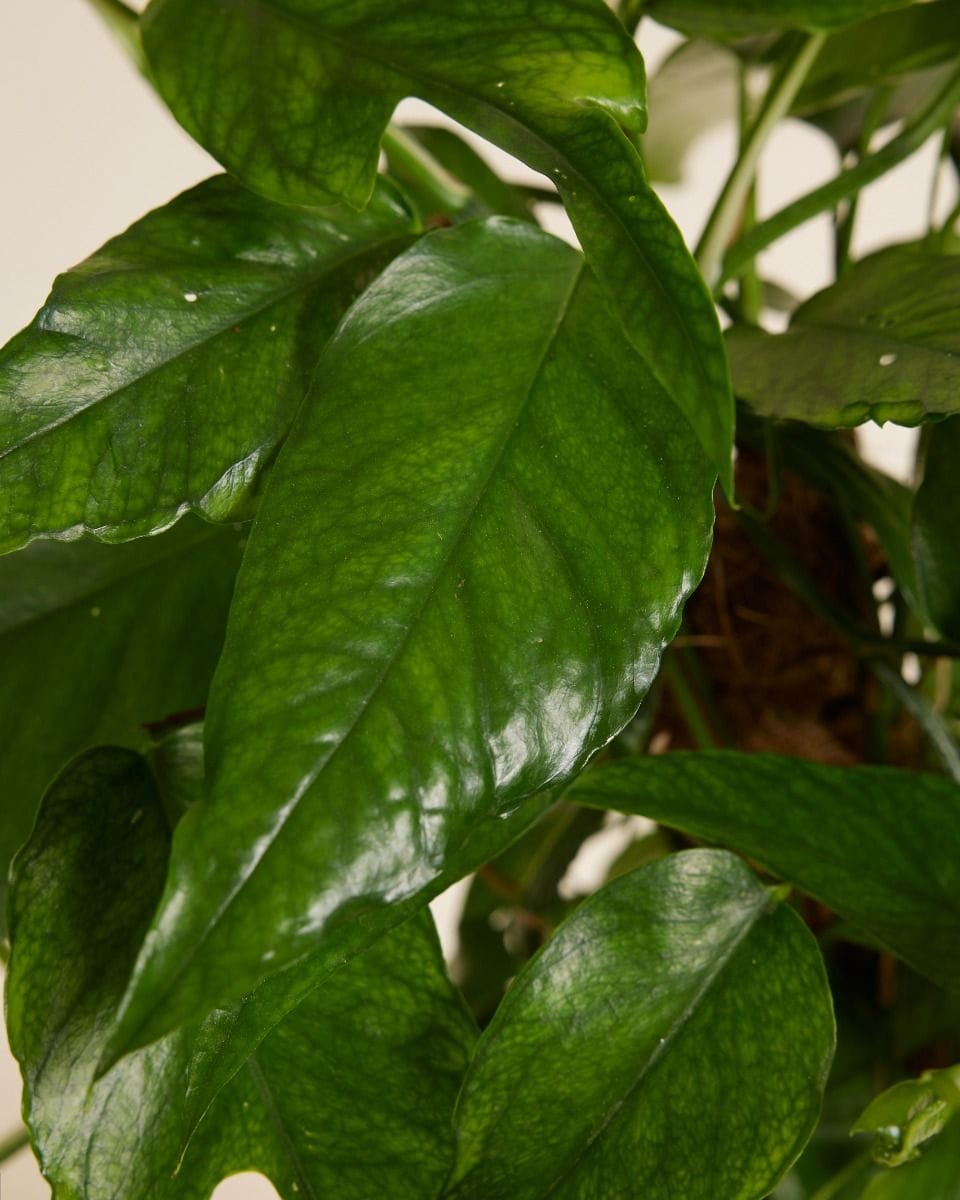 Epipremnum Pothos Pinnatum Skeleton Key