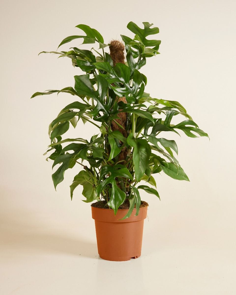 Rhaphidophora Monstera Minima Tetrasperma