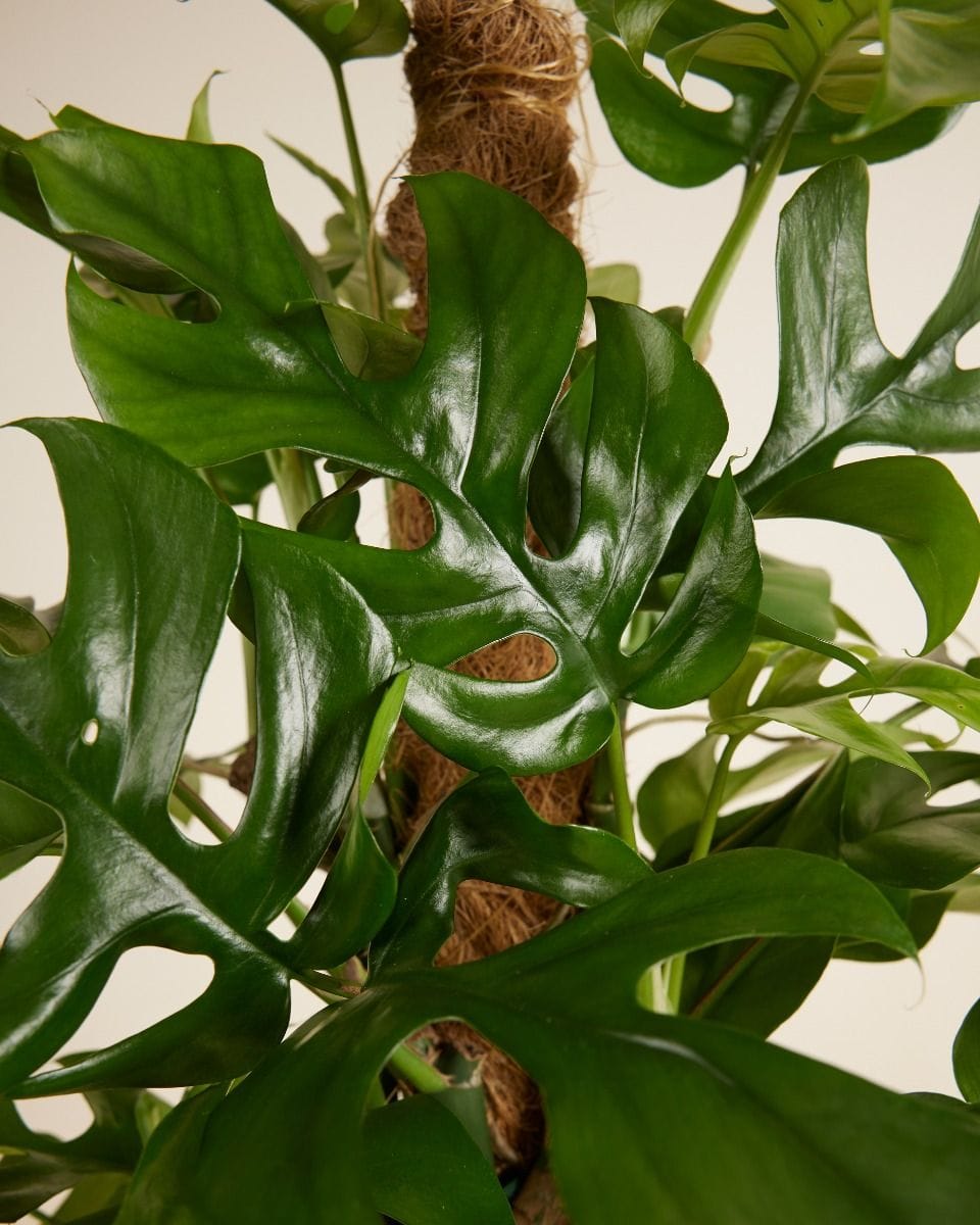 Rhaphidophora Monstera Minima Tetrasperma