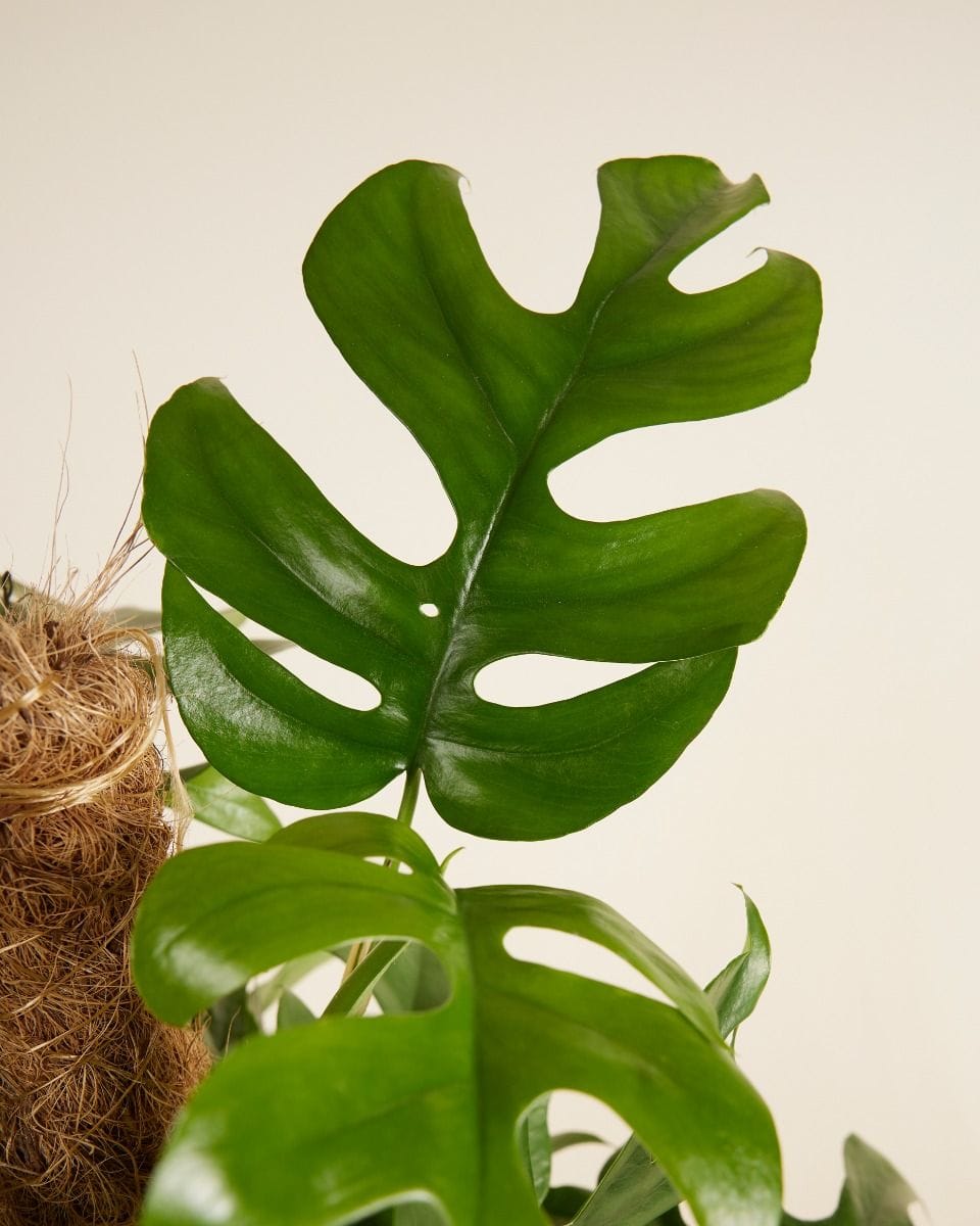Rhaphidophora Monstera Minima Tetrasperma