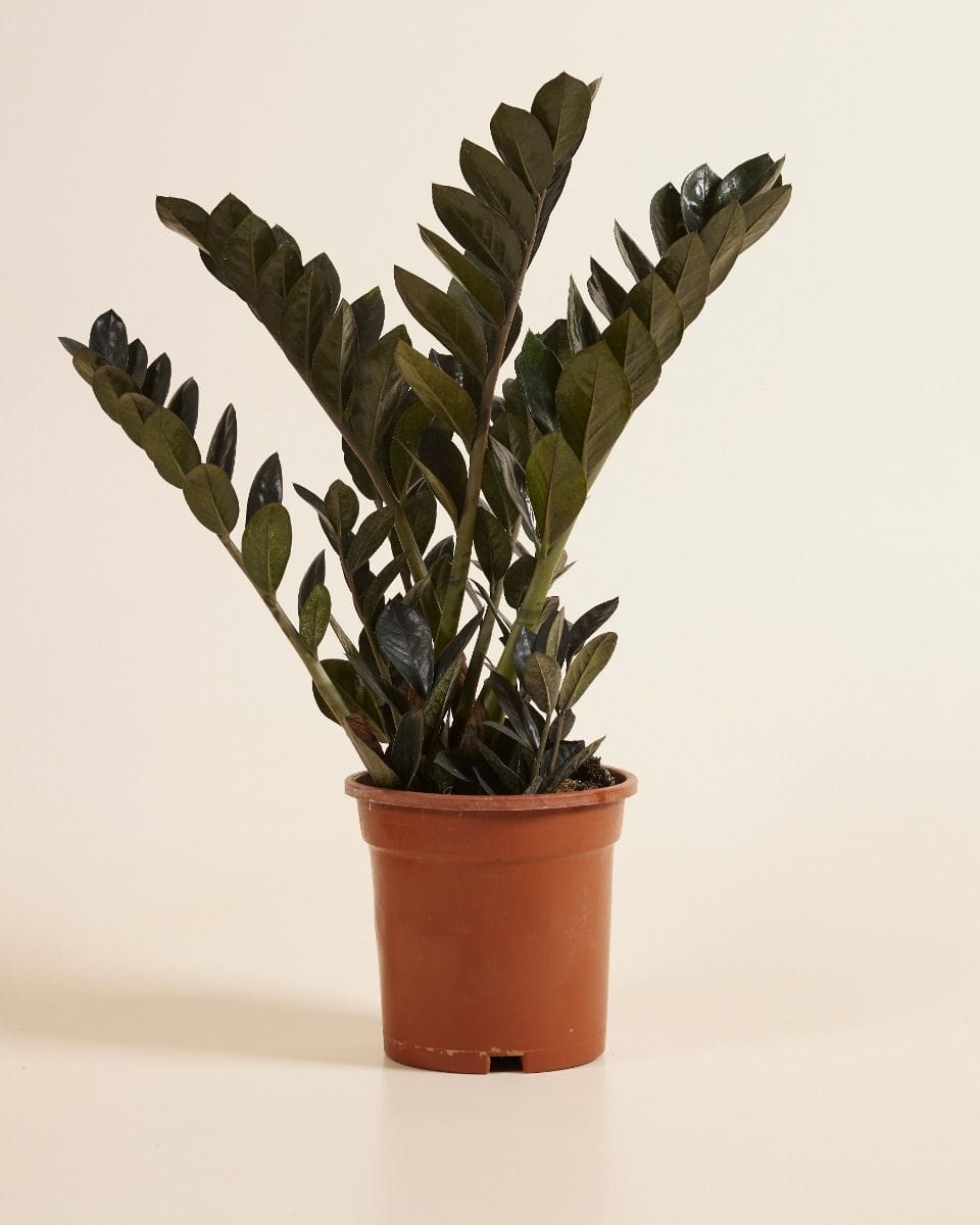 Zamioculcas Raven
