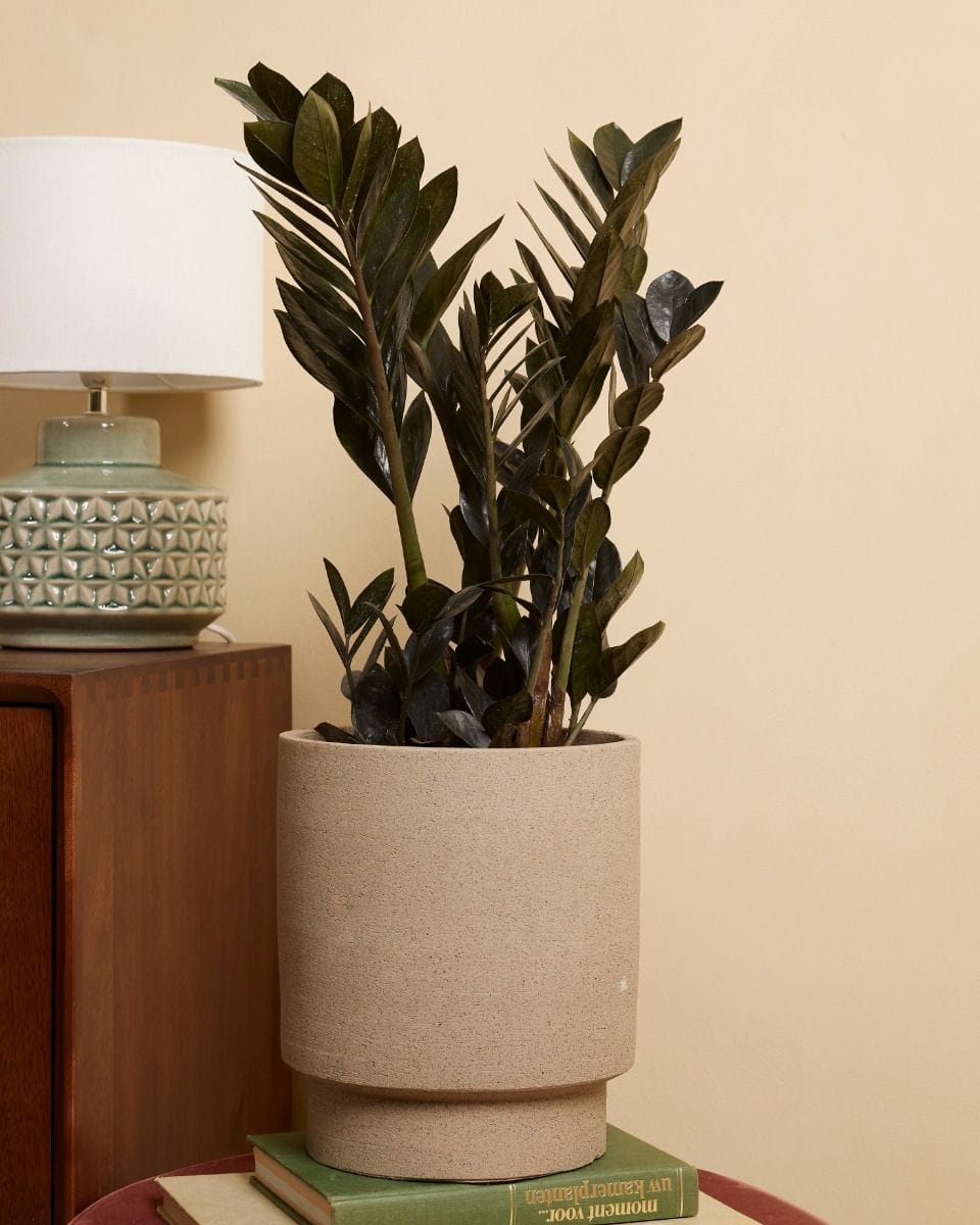Zamioculcas Raven