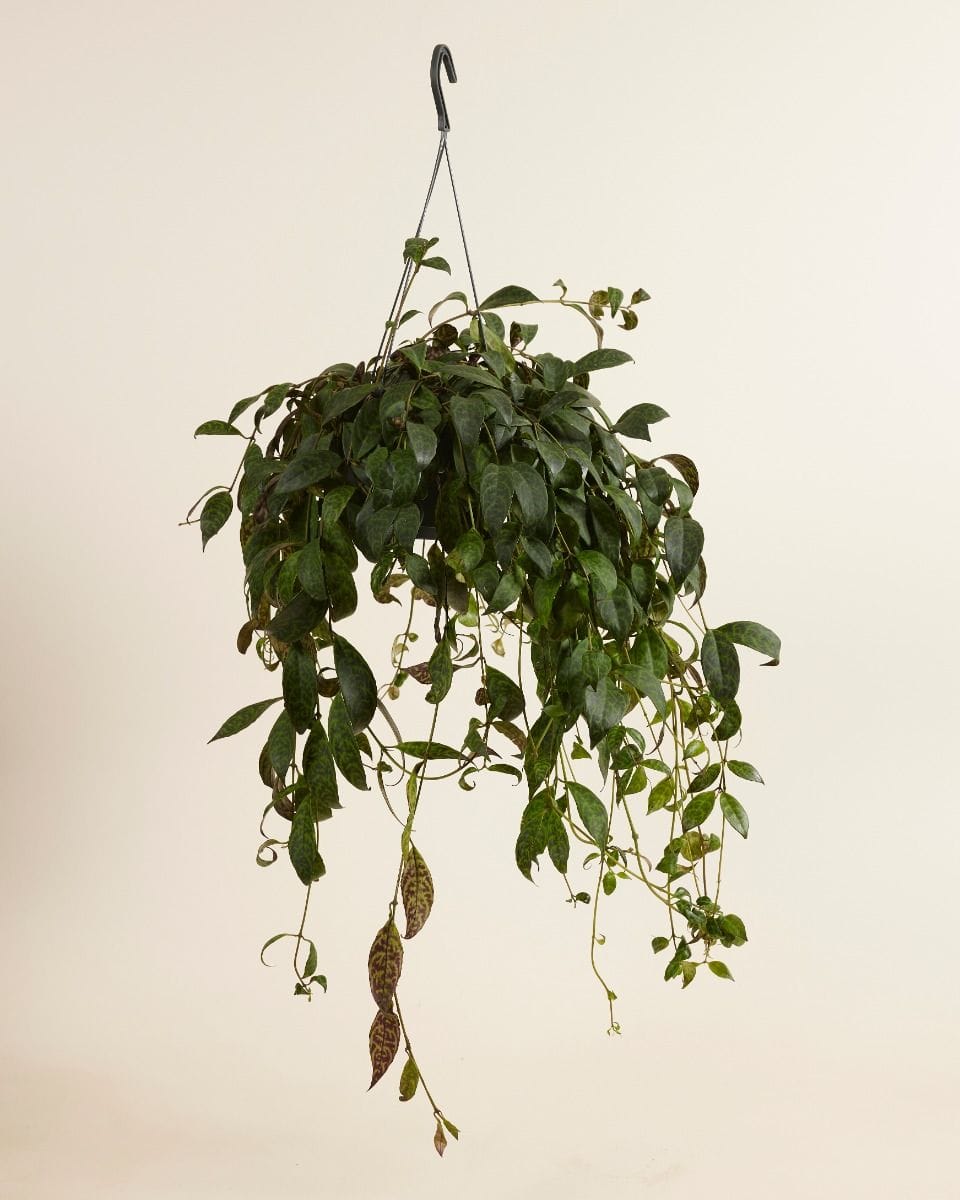 Aeschynanthus Lipstick Plant Marmoratus