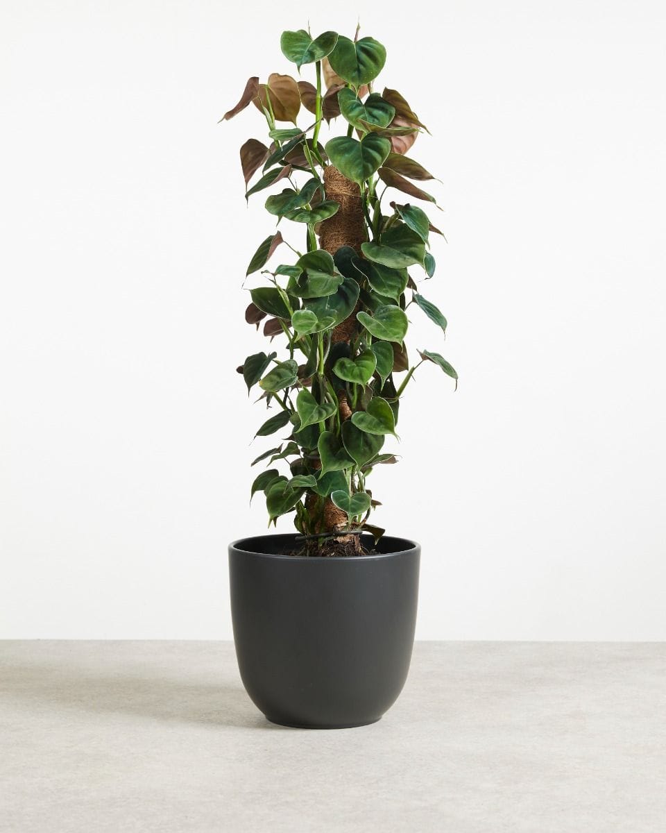 Philodendron Baumfreund Lupinum