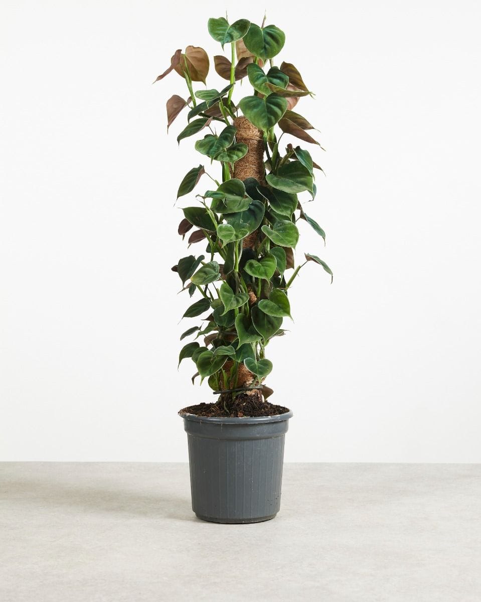 Philodendron Baumfreund Lupinum