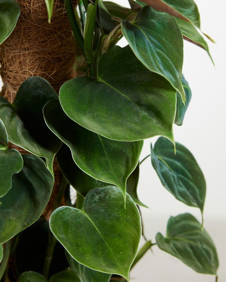 Philodendron Baumfreund Lupinum
