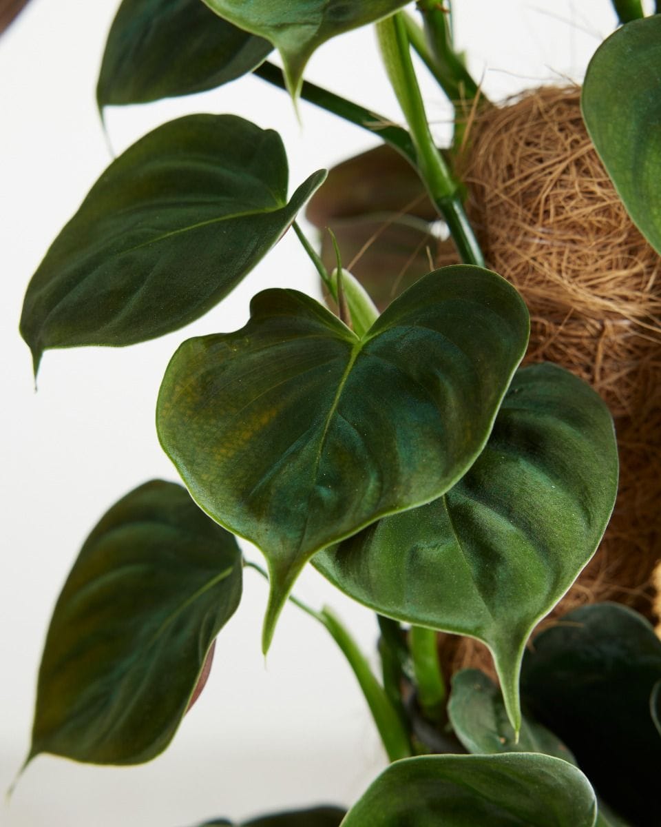 Philodendron Baumfreund Lupinum