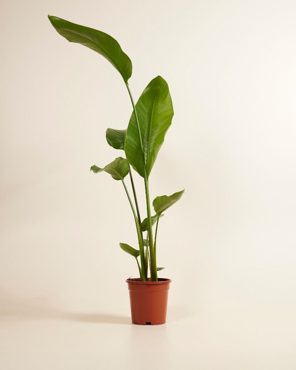 Strelitzia Nicolai Bird of Paradise Bird of Paradise