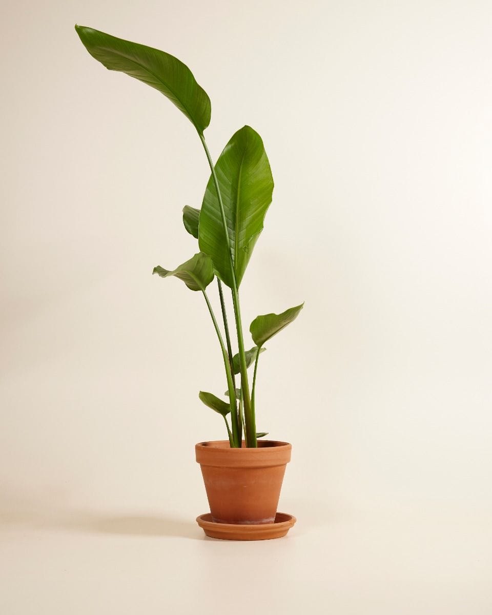 Strelitzia Nicolai Bird of Paradise Bird of Paradise