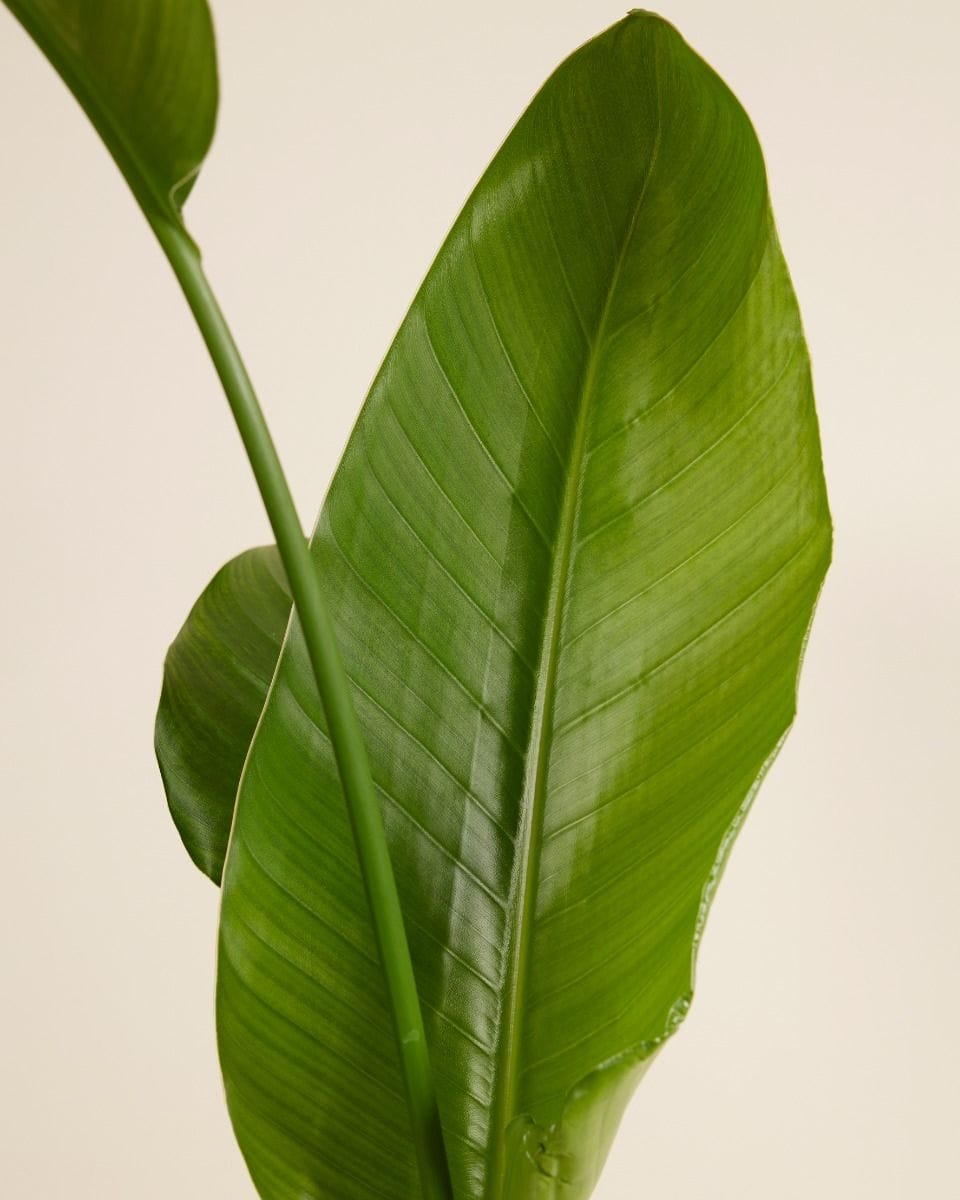 Strelitzia Nicolai Bird of Paradise Bird of Paradise