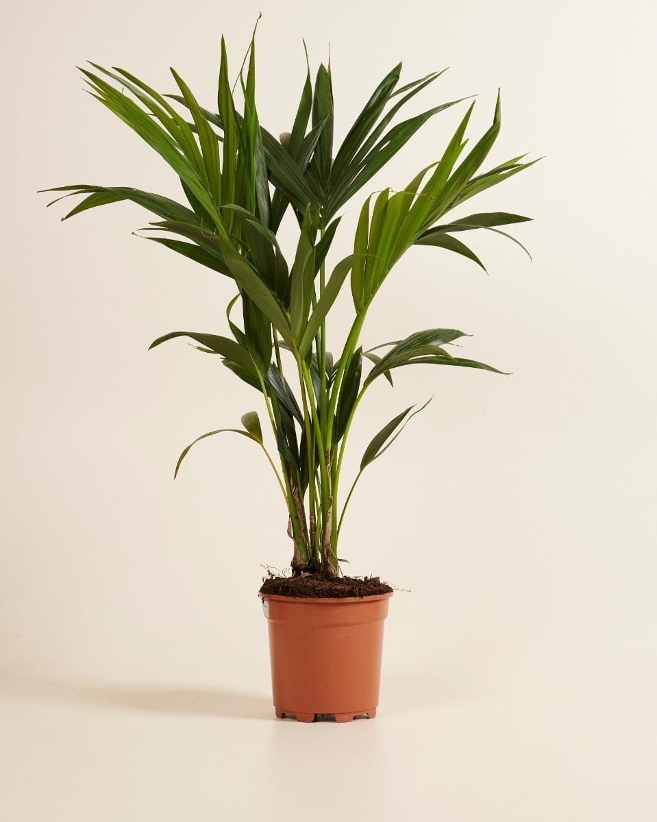 Palm Howea Fosteriana Kentia