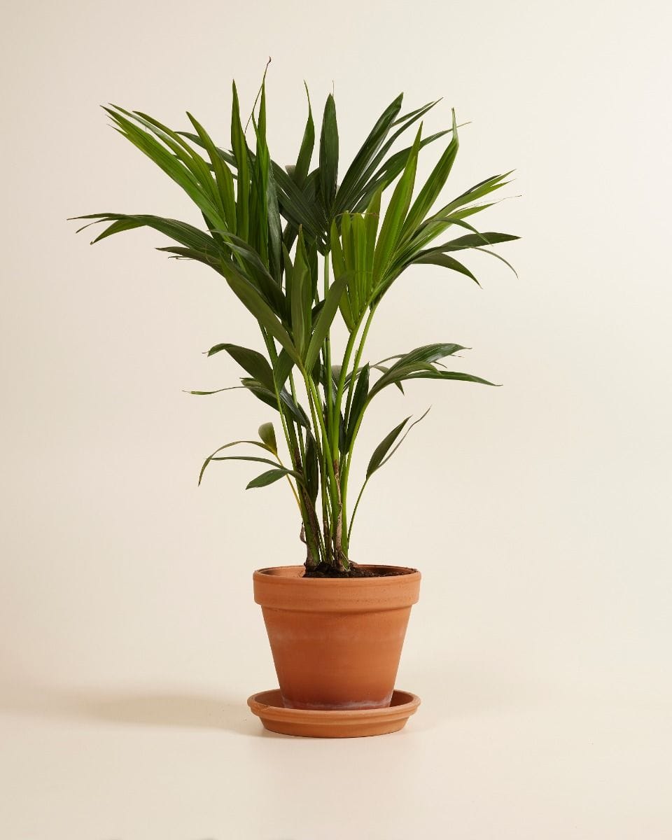 Palm Howea Fosteriana Kentia