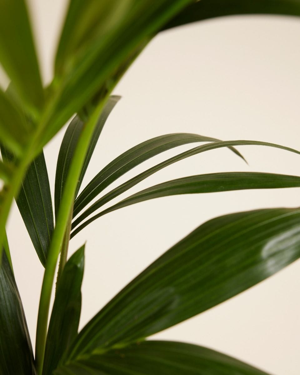 Palm Howea Fosteriana Kentia