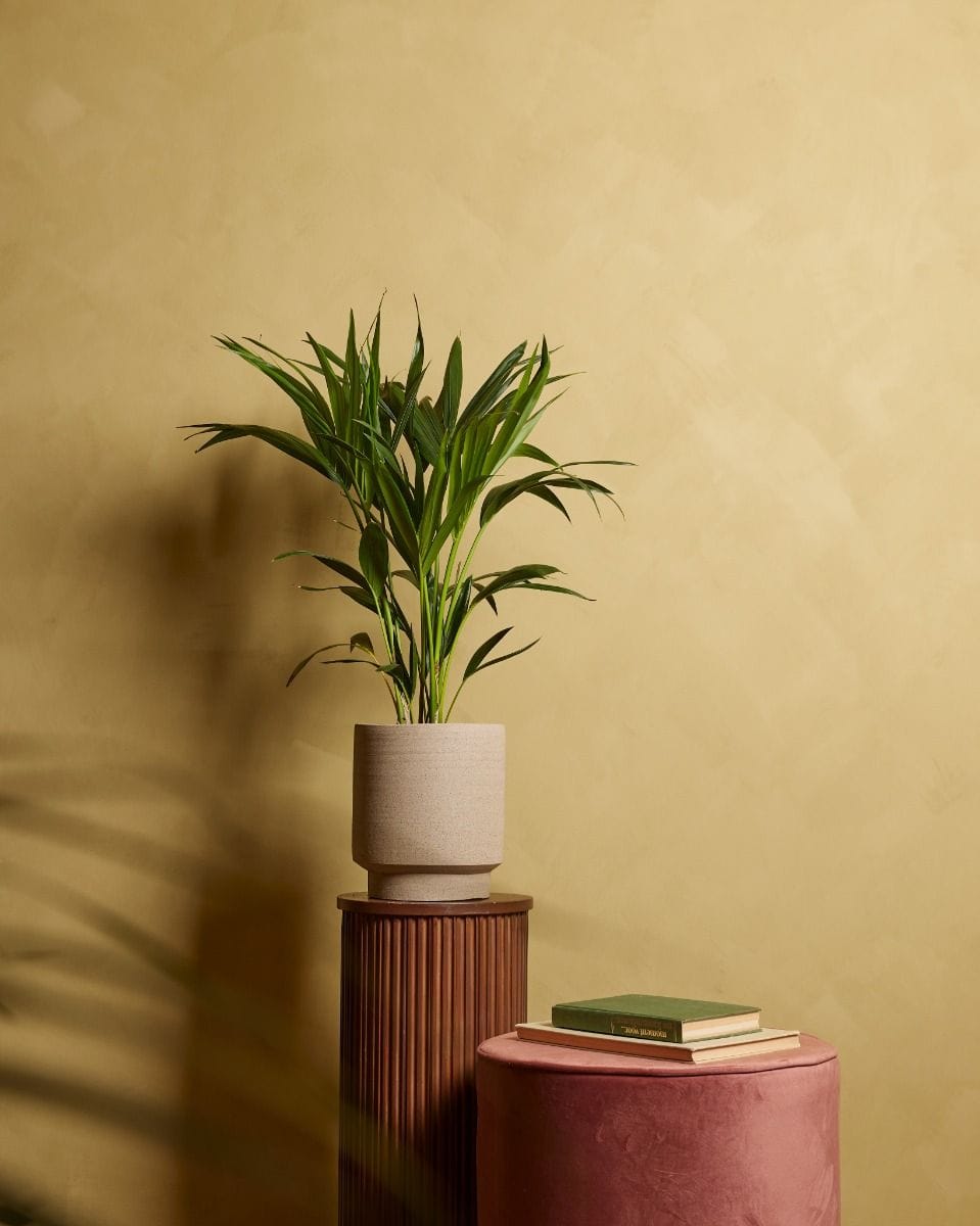 Palm Howea Fosteriana Kentia
