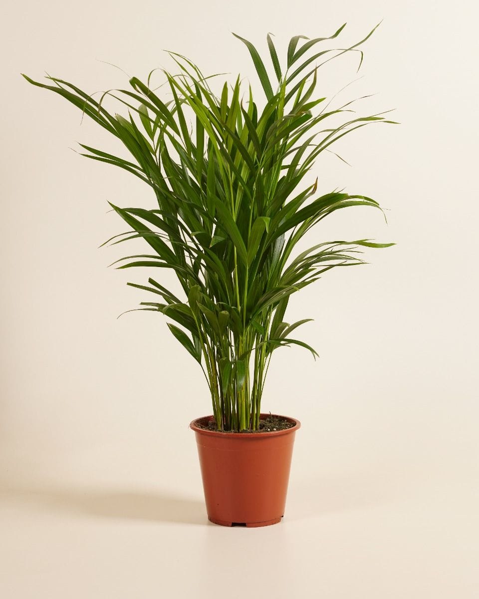 Dypsis Goldfruchtpalme Lutescens