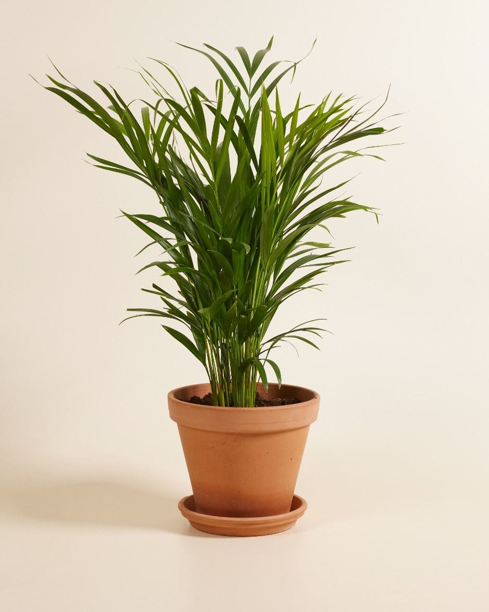 Dypsis Goldfruchtpalme Lutescens