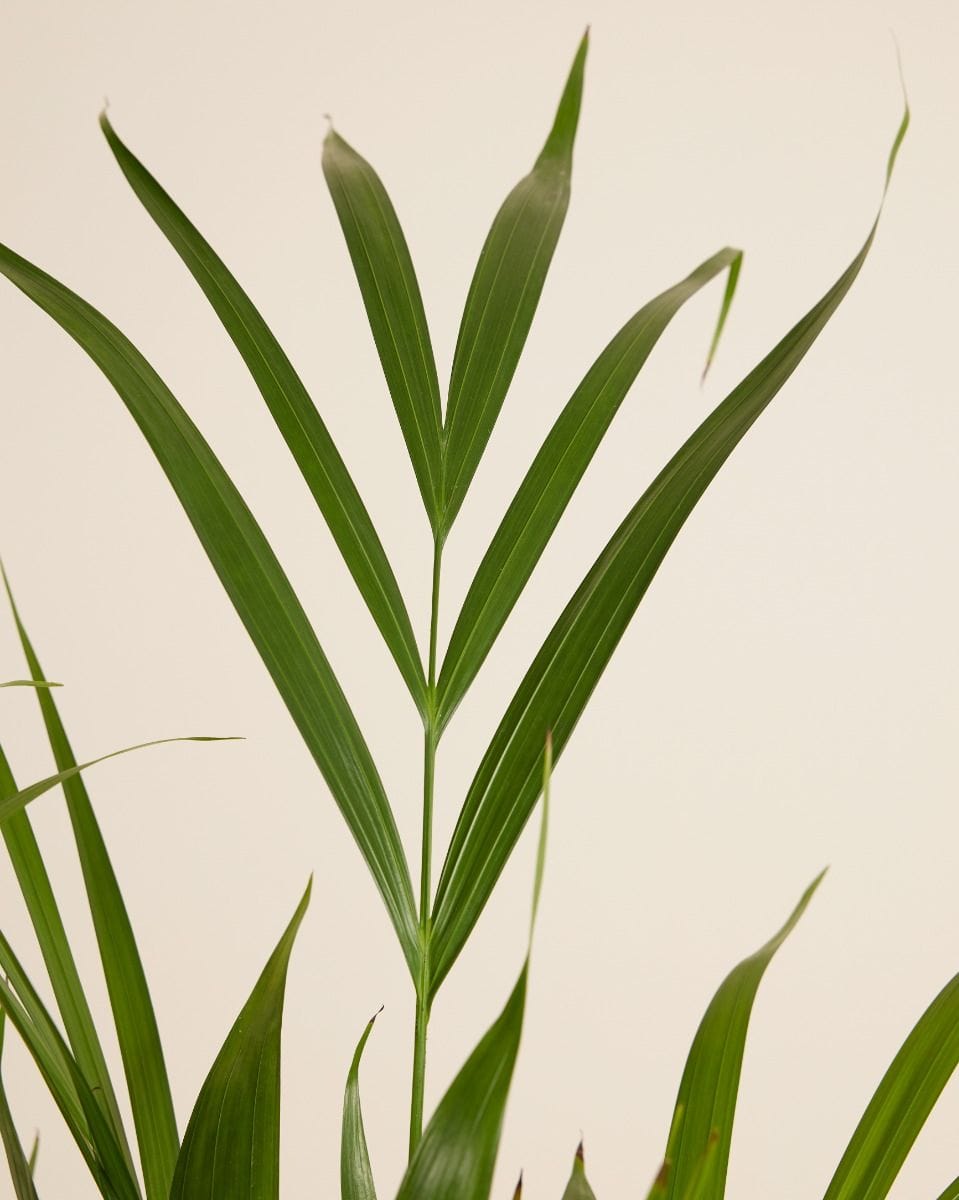 Dypsis Goldfruchtpalme Lutescens