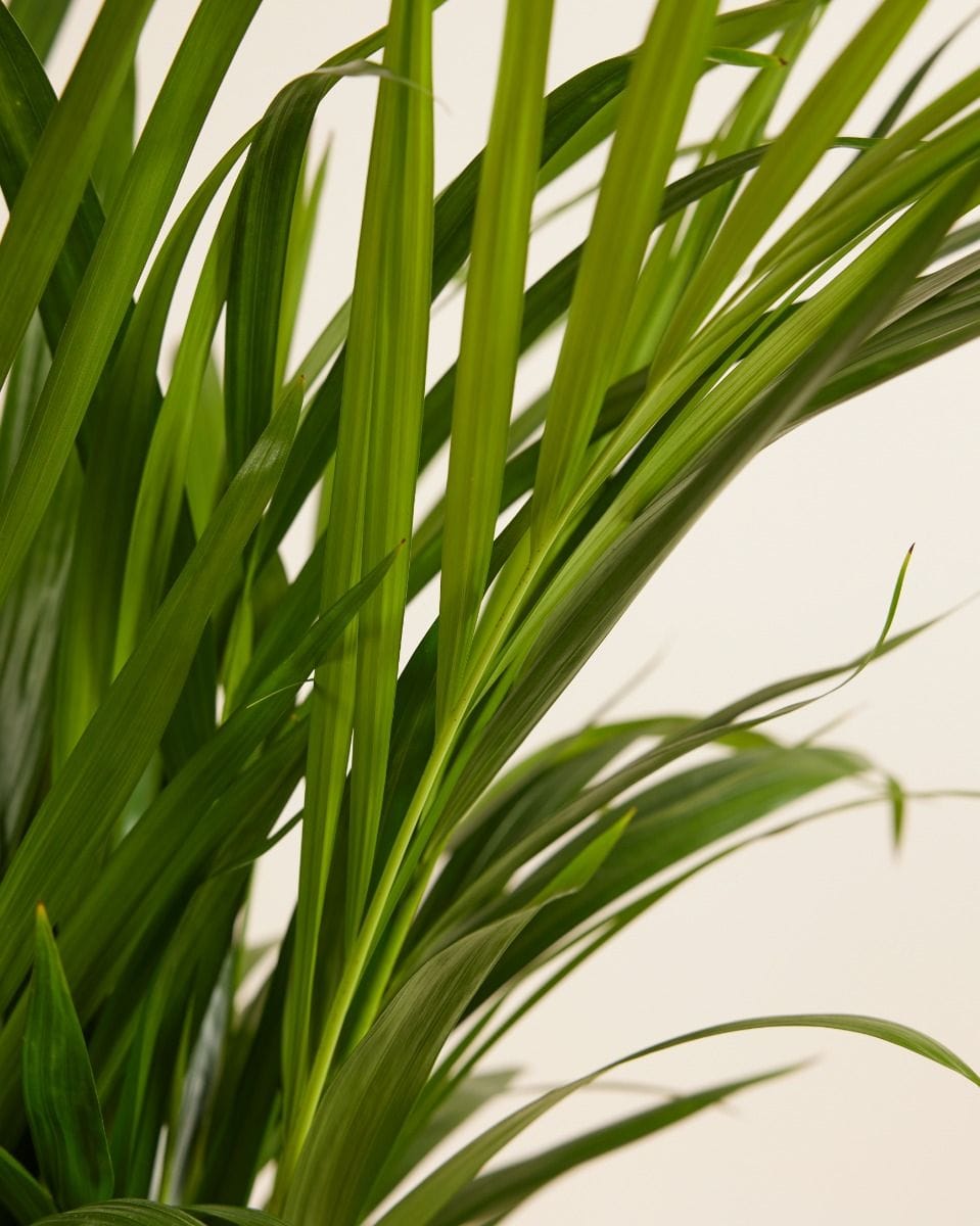 Dypsis Goldfruchtpalme Lutescens