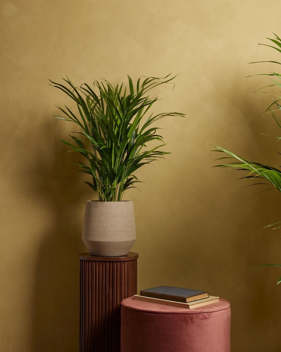 Dypsis Goldfruchtpalme Lutescens