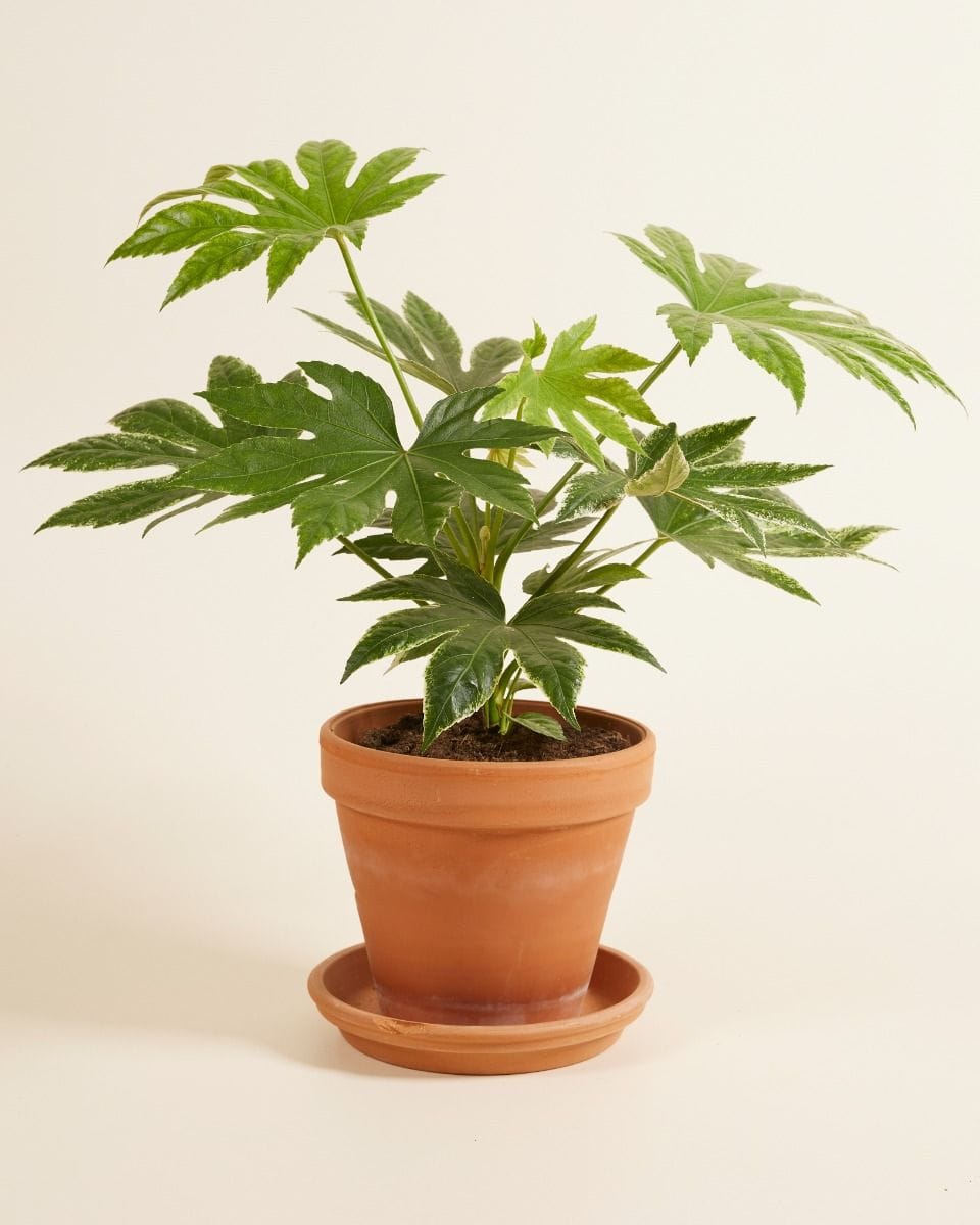 Fatsia Japanese Aralia Japonica 'Spiderweb'
