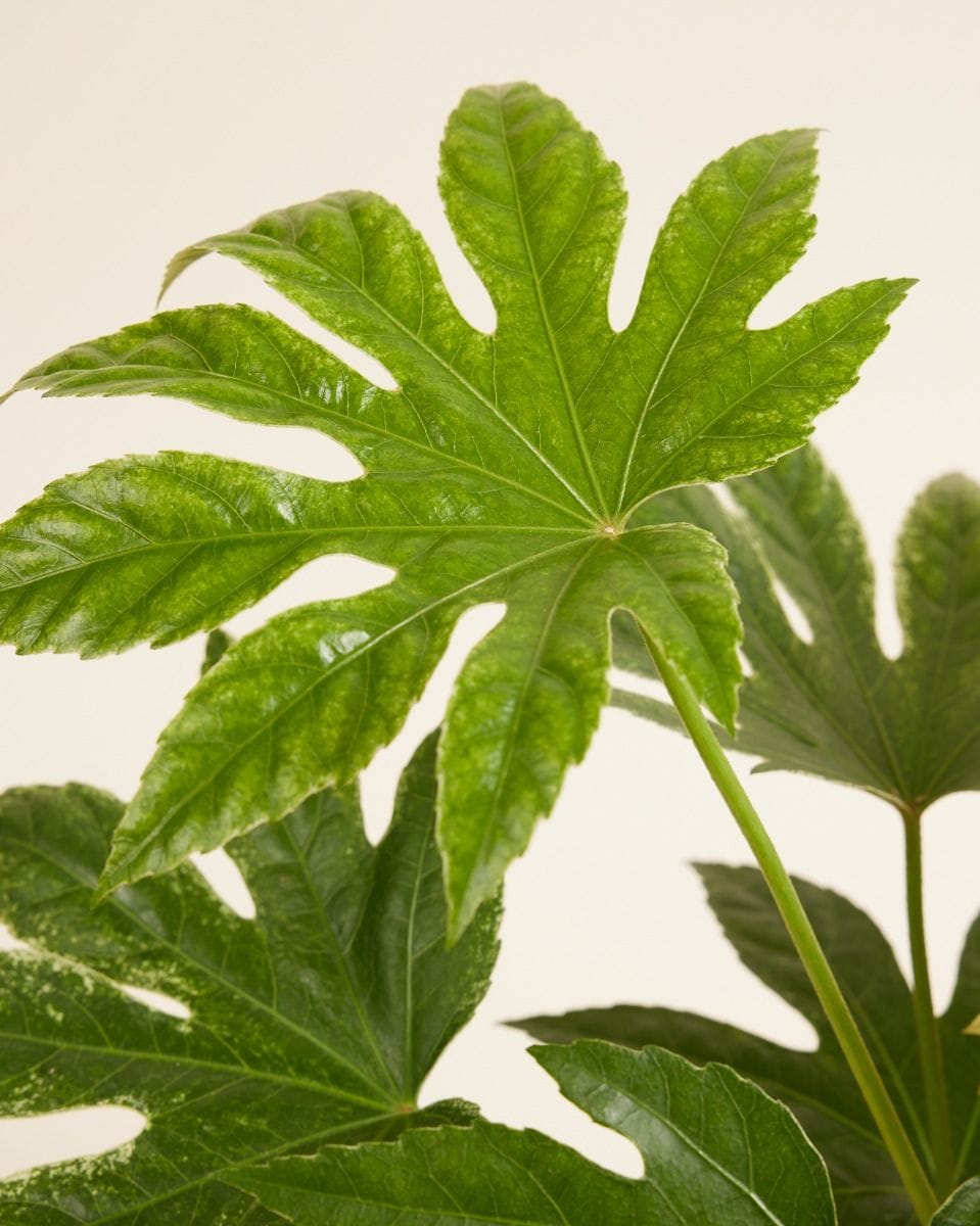 Fatsia Japanese Aralia Japonica 'Spiderweb'