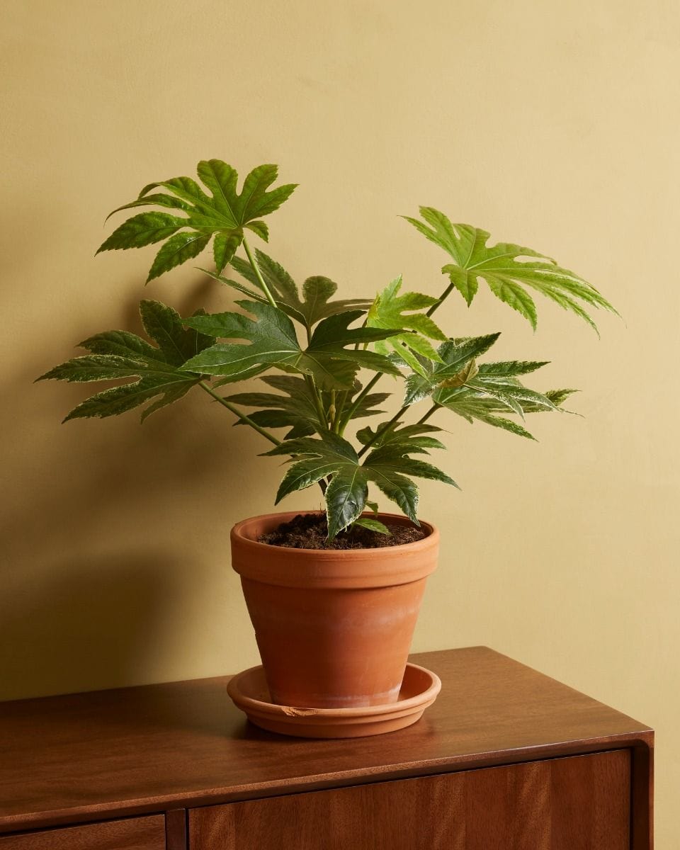 Fatsia Japanese Aralia Japonica 'Spiderweb'