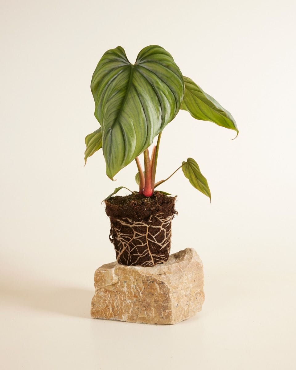 Philodendron Filodendro SP Colombia