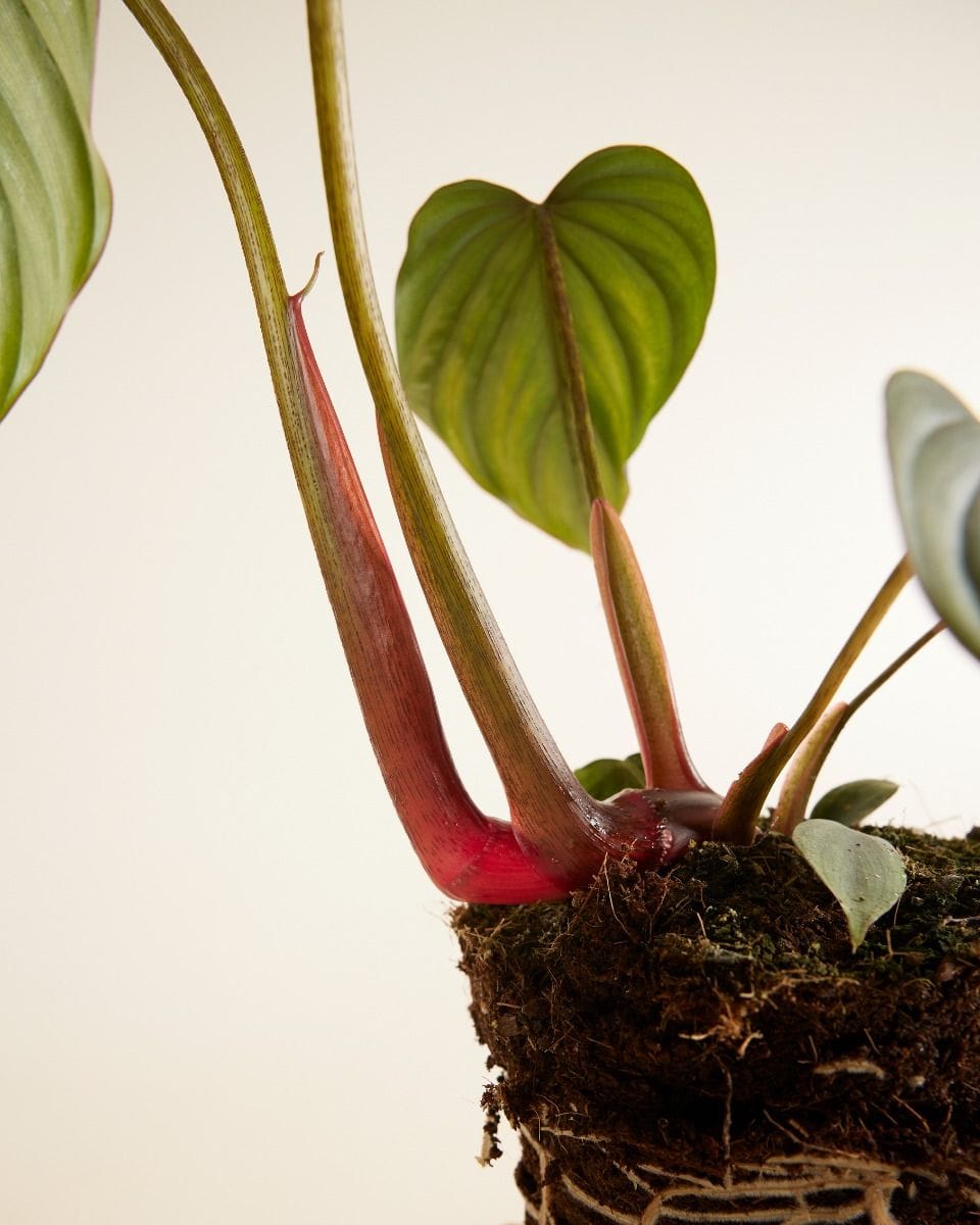 Philodendron Filodendro SP Colombia