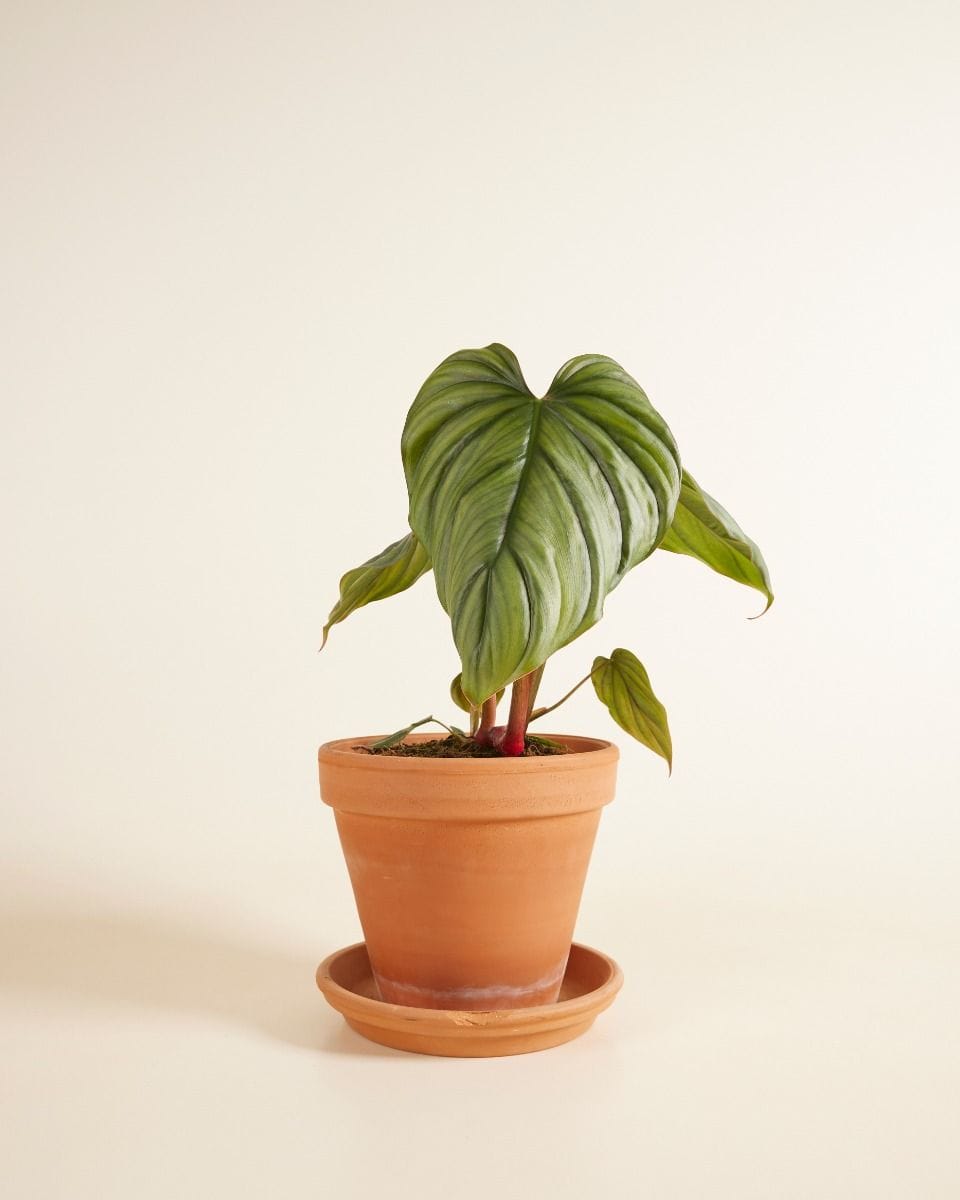 Philodendron Filodendro SP Colombia