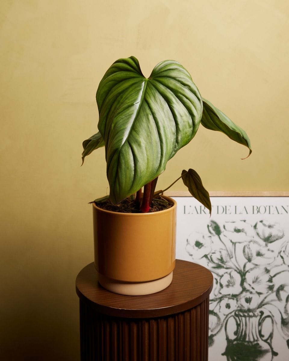 Philodendron Filodendro SP Colombia
