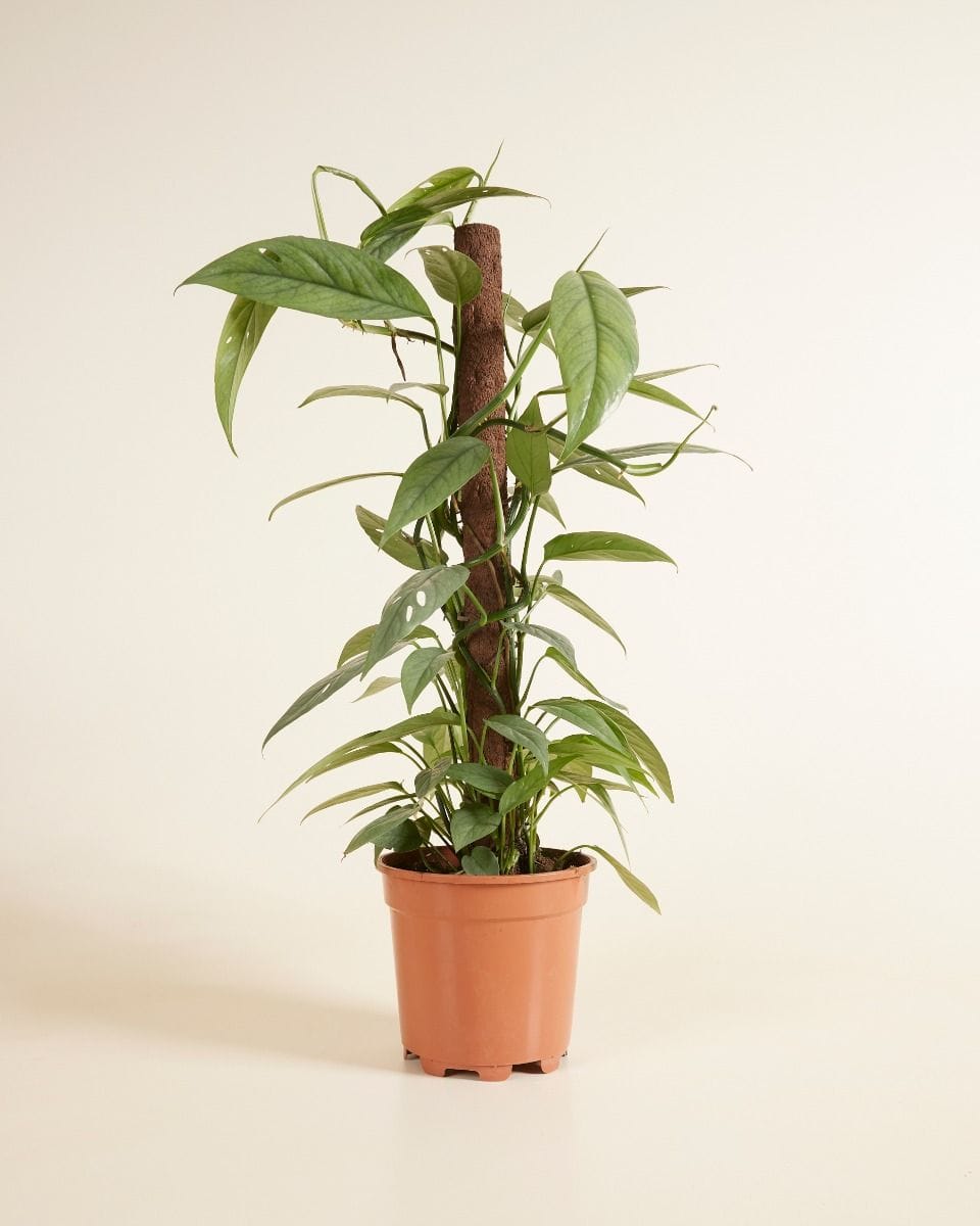 Epipremnum Pothos Cebu Blue