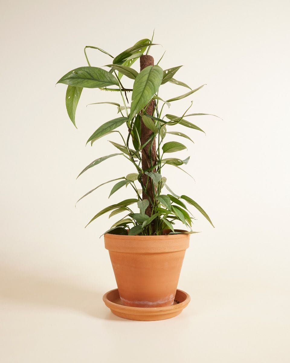 Epipremnum Pothos Cebu Blue
