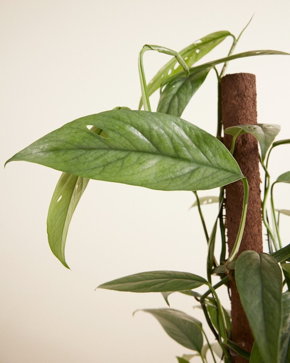 Epipremnum Pothos Cebu Blue