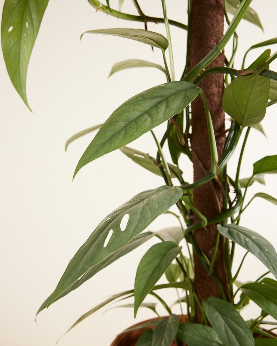 Epipremnum Pothos Cebu Blue