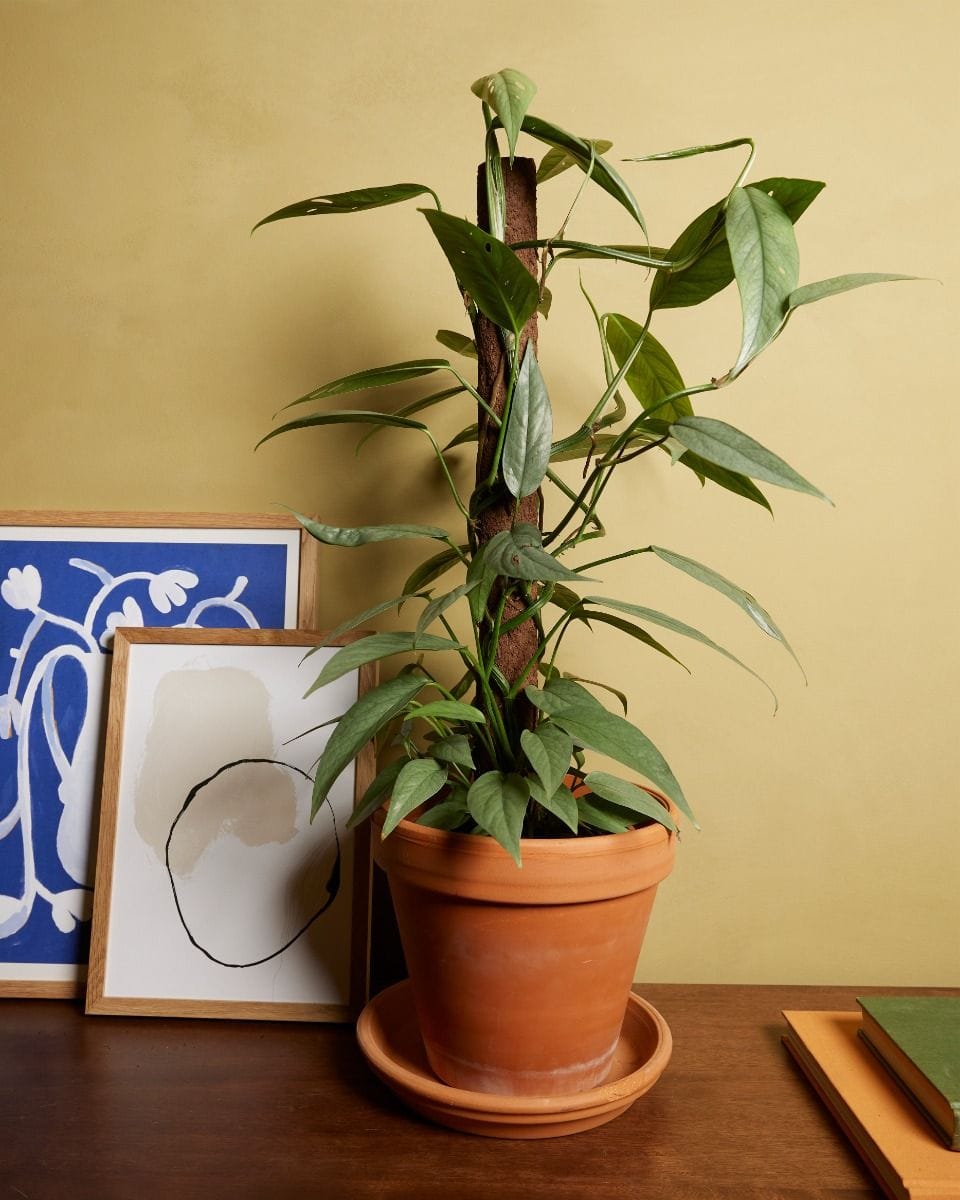 Epipremnum Pothos Cebu Blue