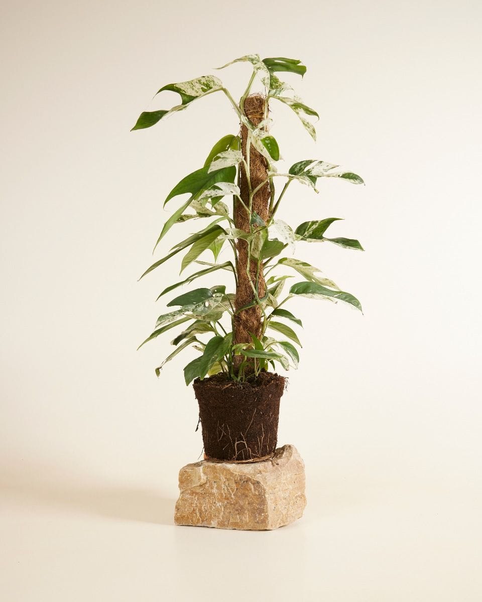 Epipremnum Pothos Pinnatum Marble Variegata