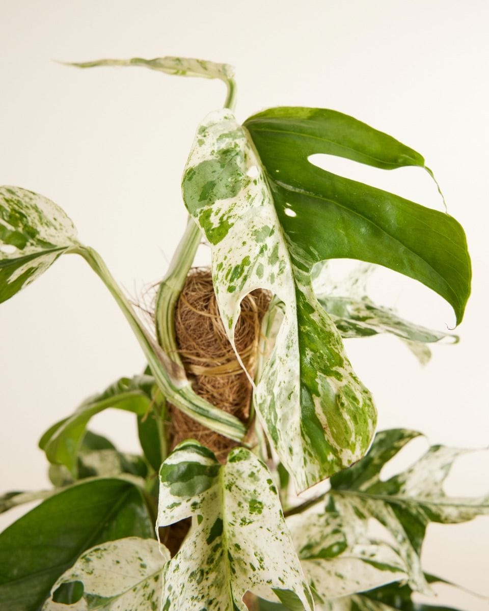 Epipremnum Pothos Pinnatum Marble Variegata