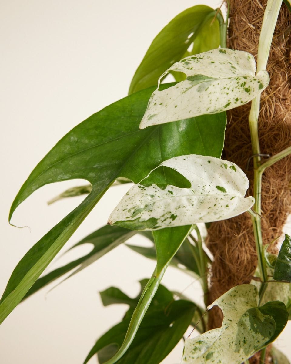 Epipremnum Pothos Pinnatum Marble Variegata