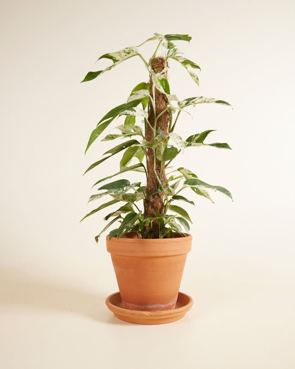 Epipremnum Pothos Pinnatum Marble Variegata