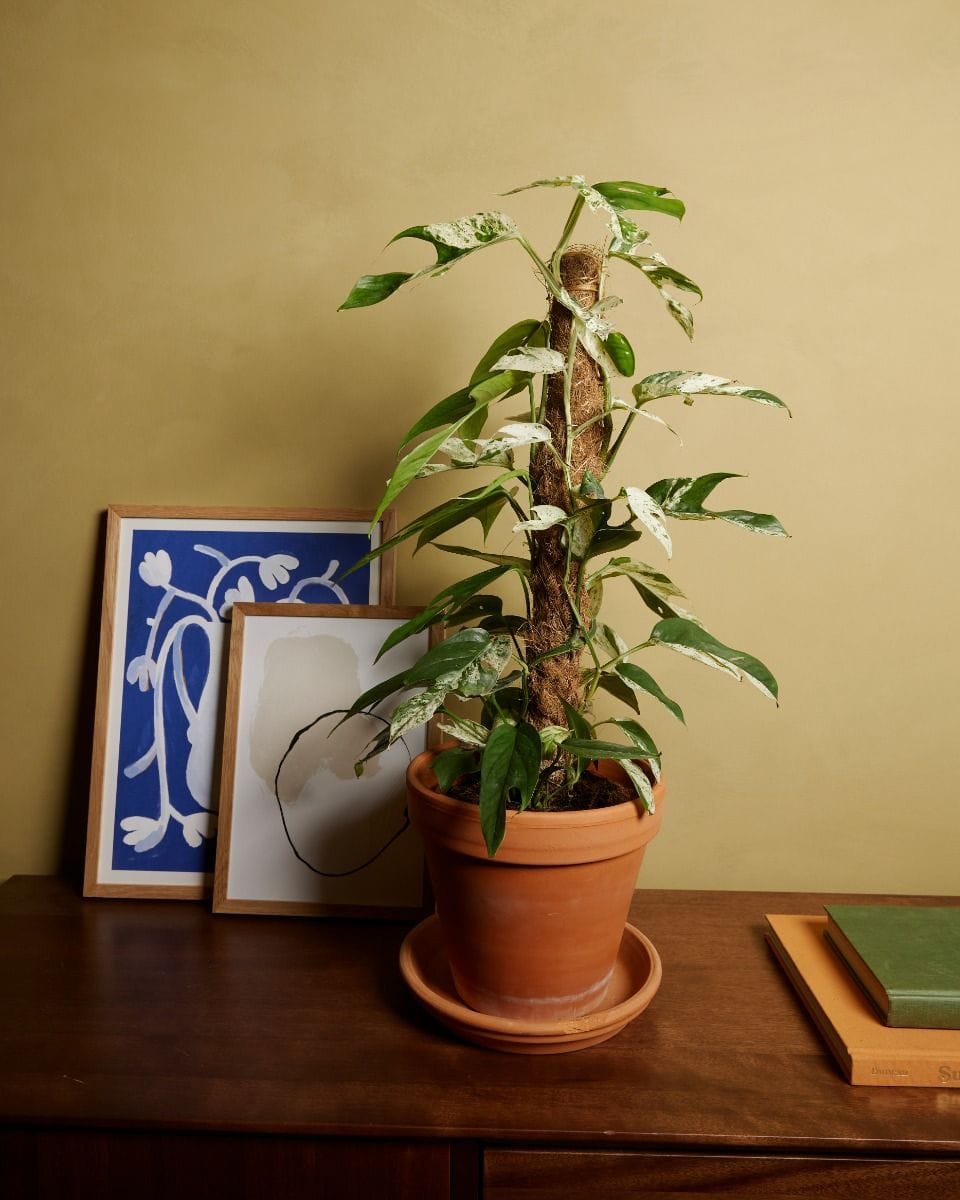 Epipremnum Pothos Pinnatum Marble Variegata