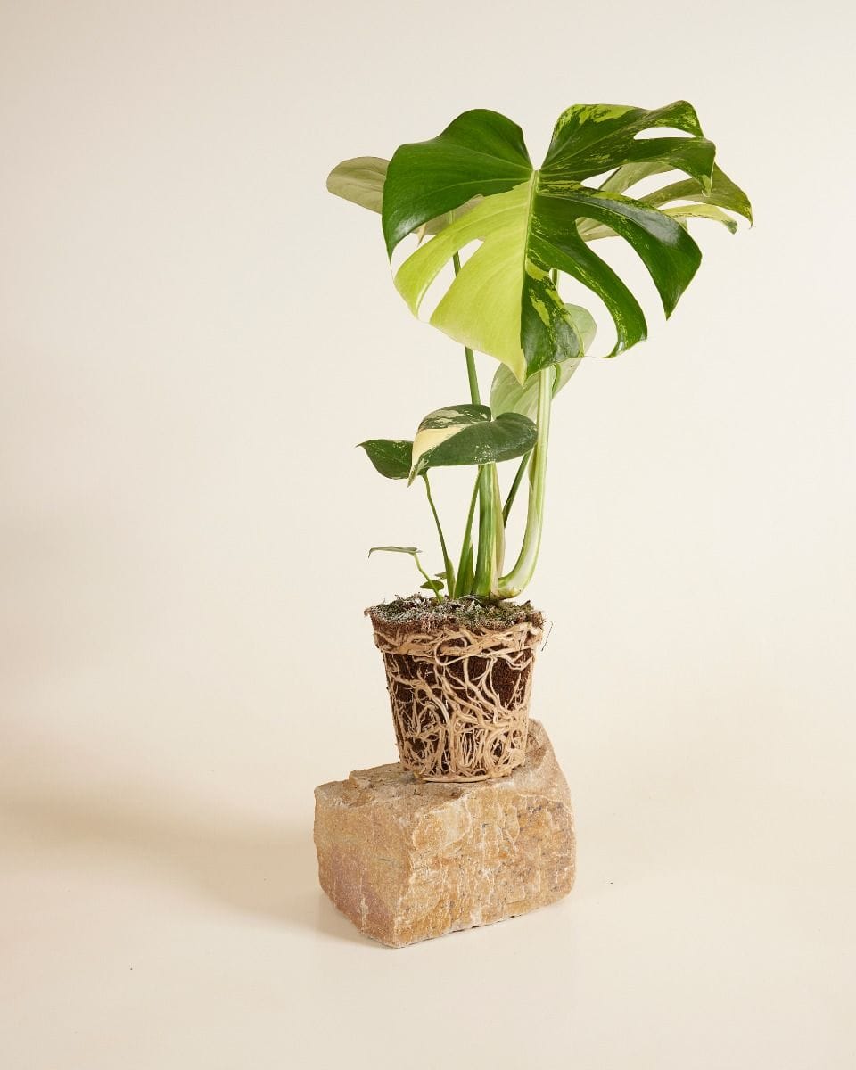Monstera Swiss Cheese Plant Deliciosa Aurea