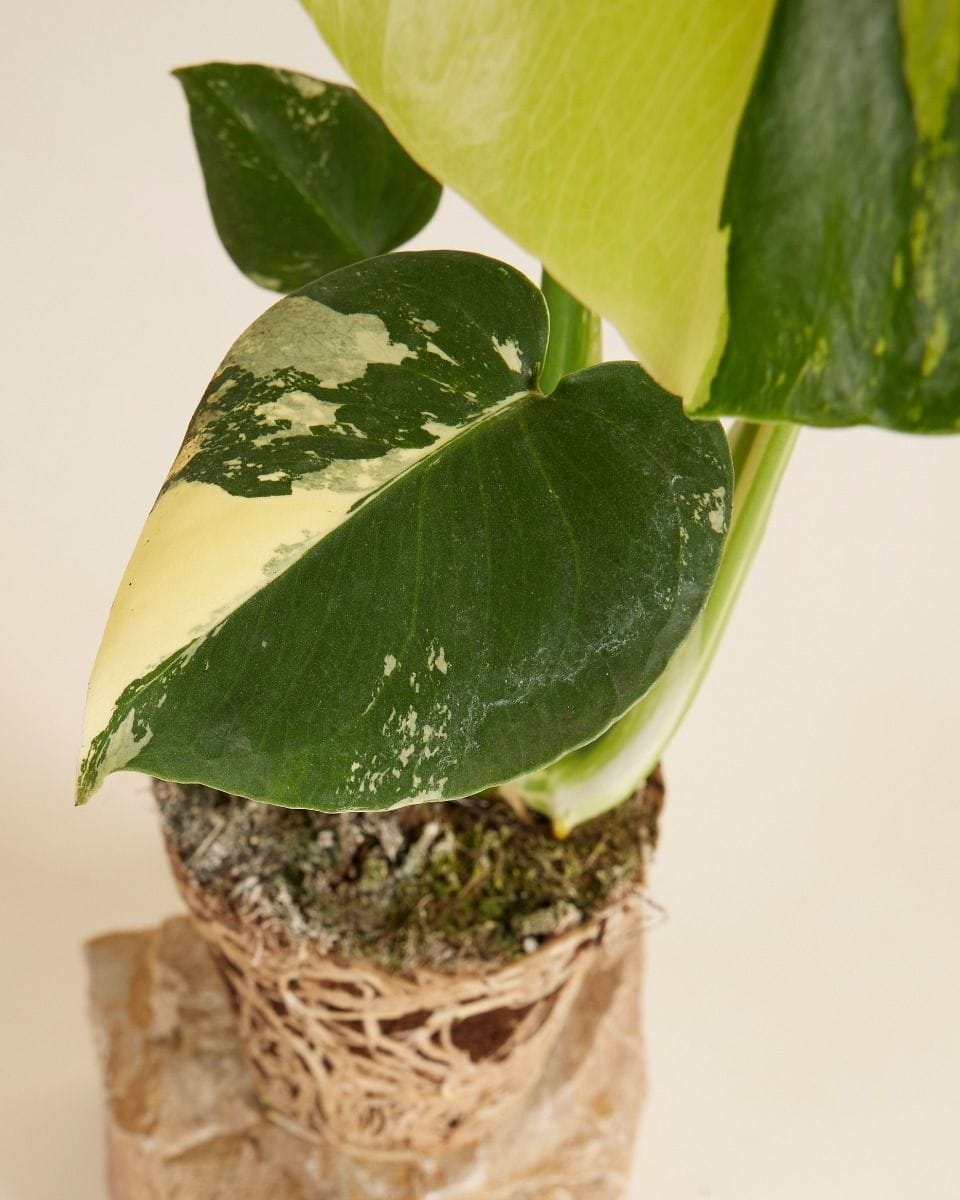 Monstera Swiss Cheese Plant Deliciosa Aurea